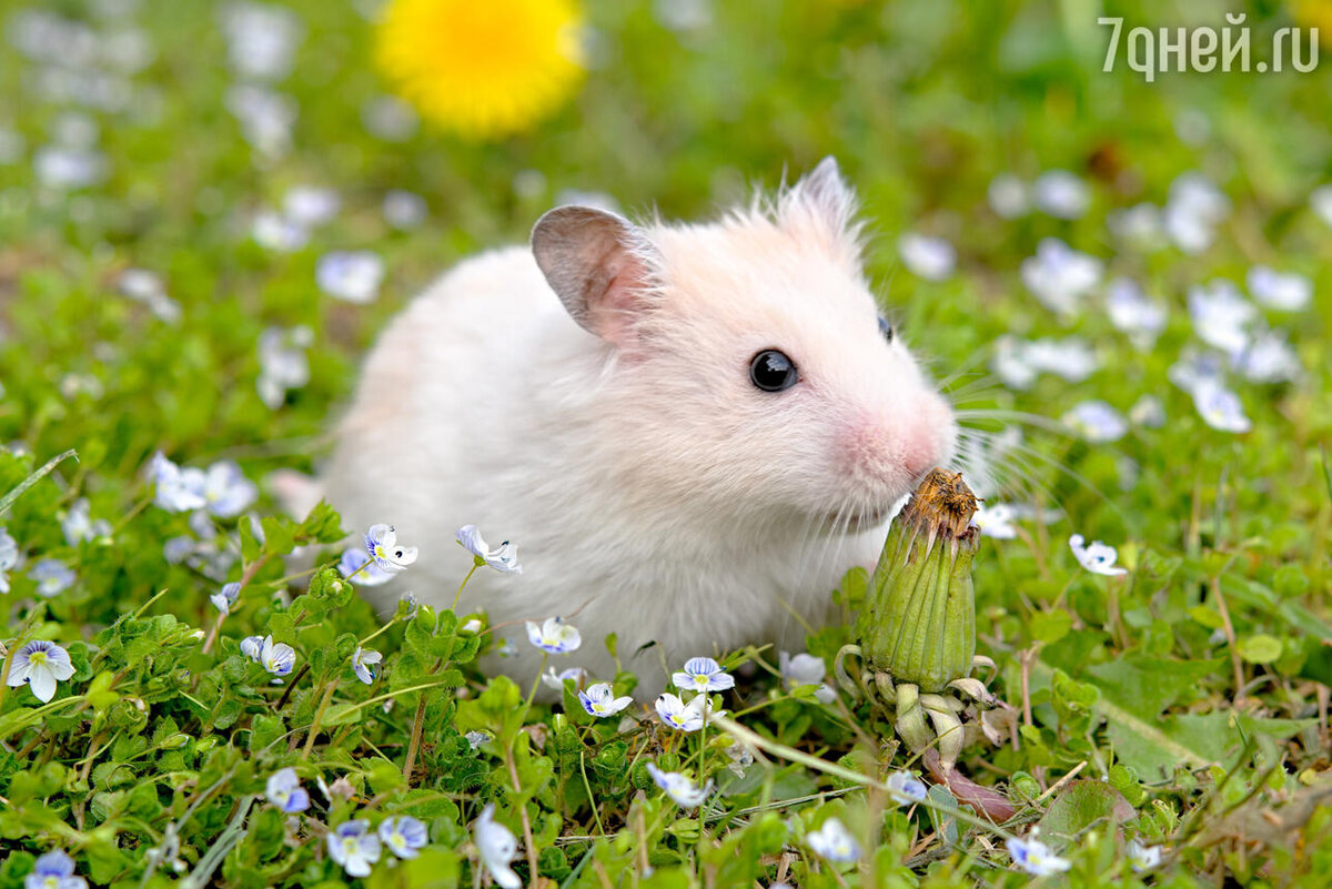    К чему снится хомяк 123RF/legion-media.ru