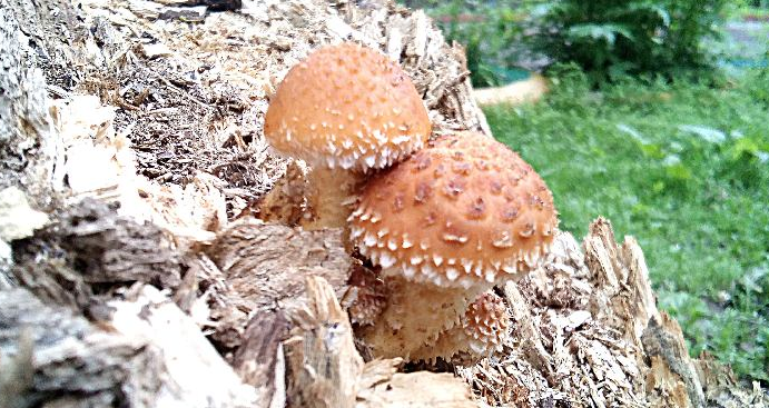 Королевские опята