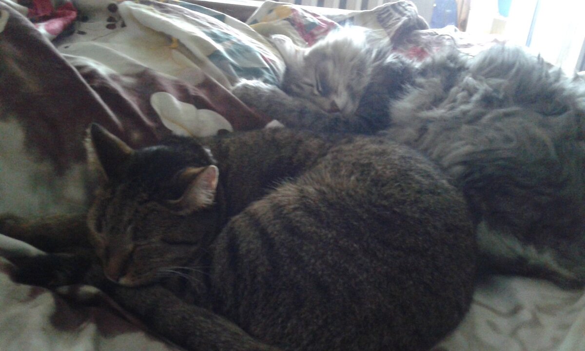 Фунтик и Маруся