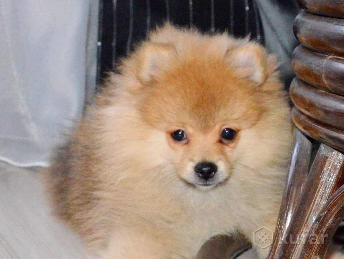 Фото щенка шпица во время линьки