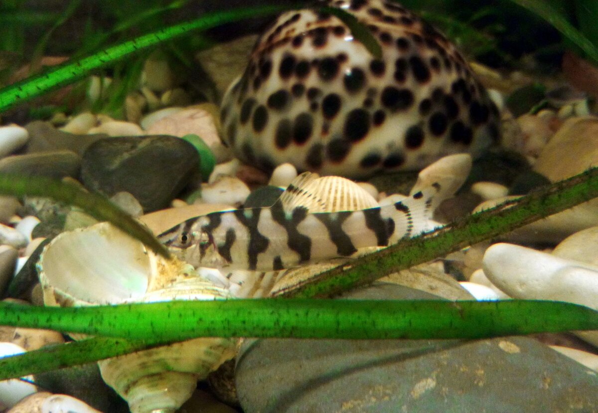 Здесь мой боцик еще маленький!