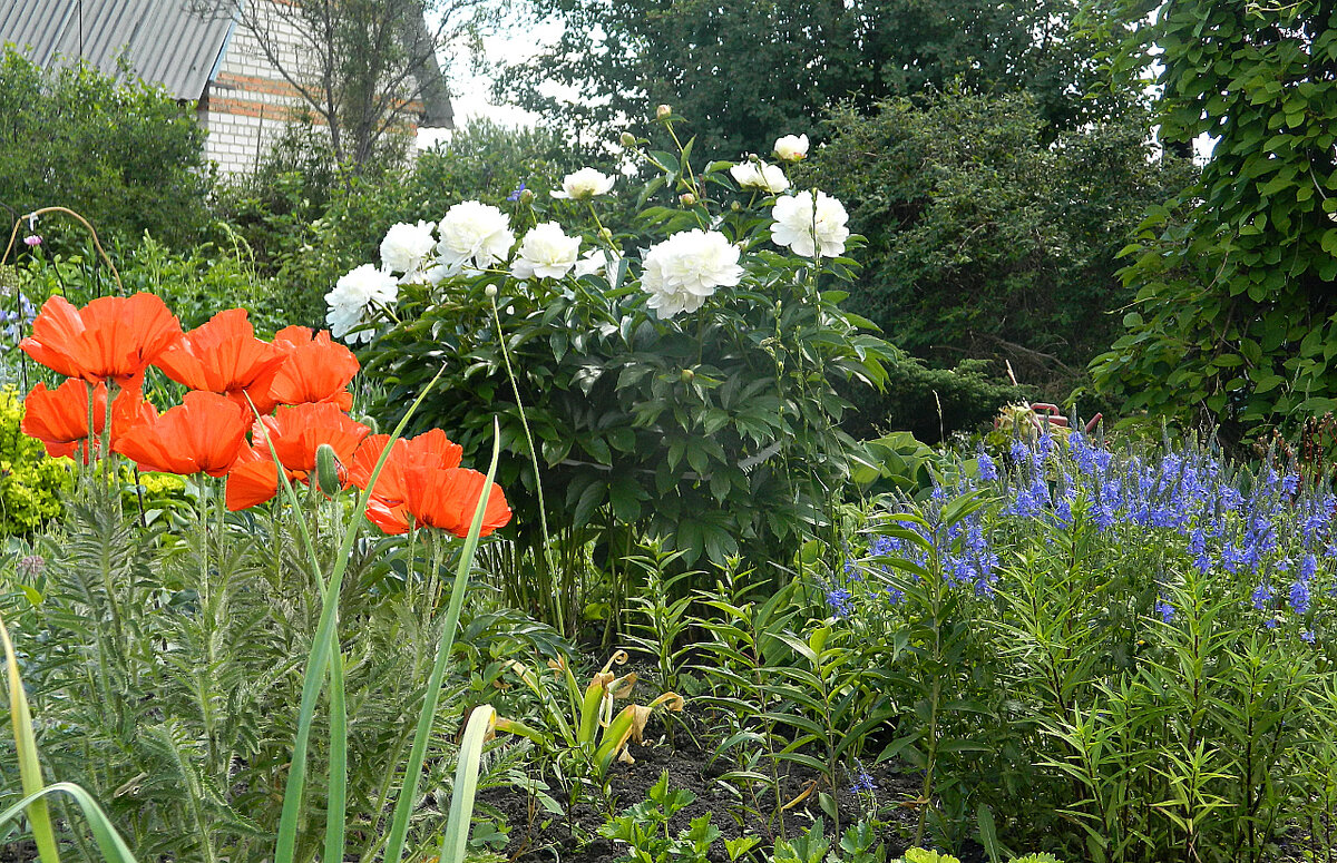 Маки на дачном участке. Можно ли сажать маки на участке. Папавер восточный. Маки на дачном участке. Дом с маками.