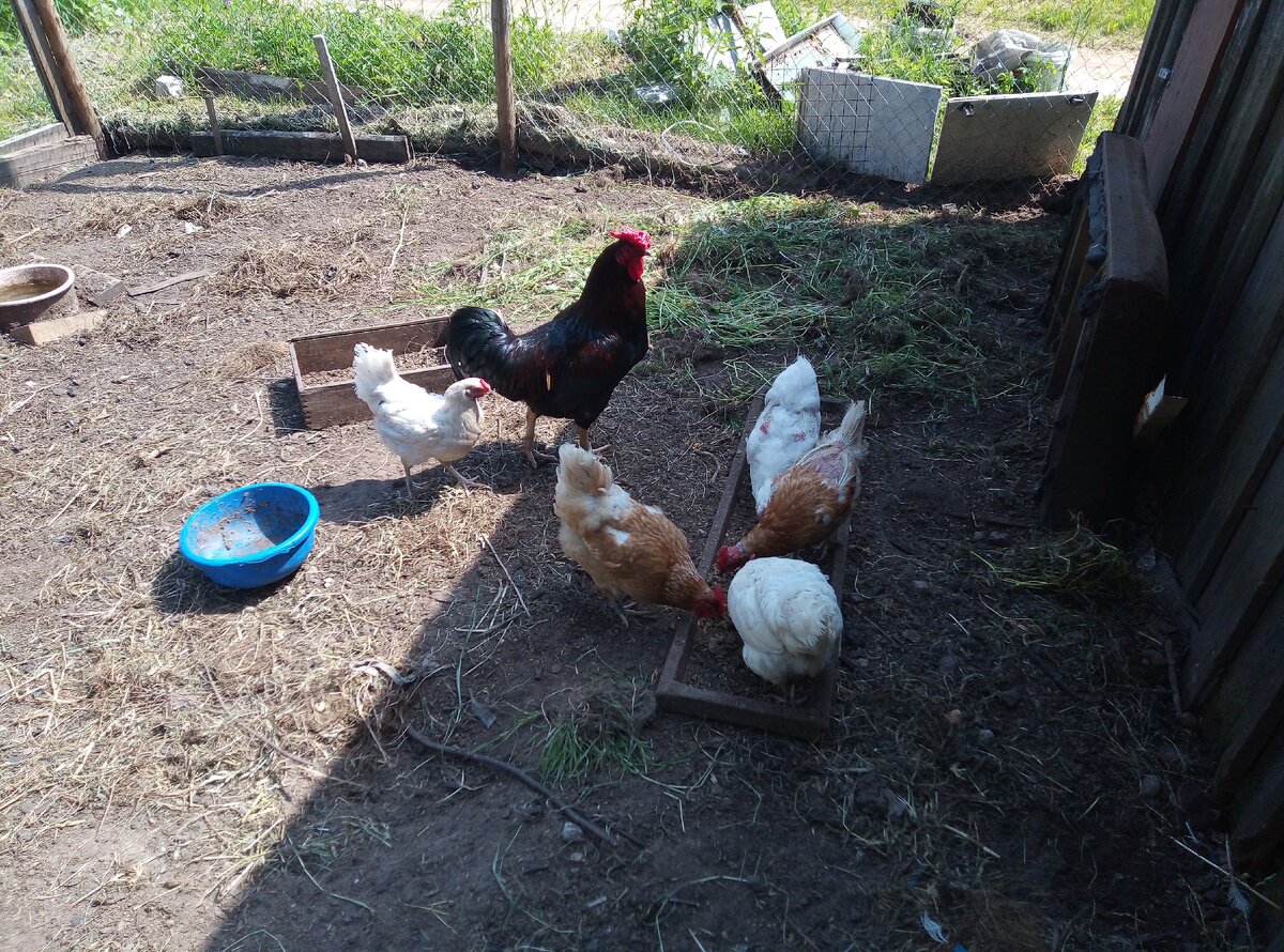 слева от Лёлика(так мы назвали петушка) как раз курочка из последней закладки, мы её зовём Одуванчик(думали, что она петушок, а имя так и осталось за ней)