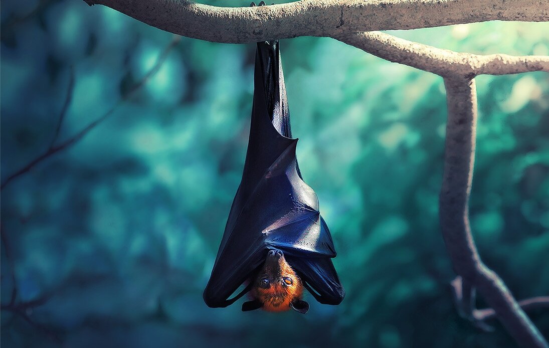 фото из открытых источников