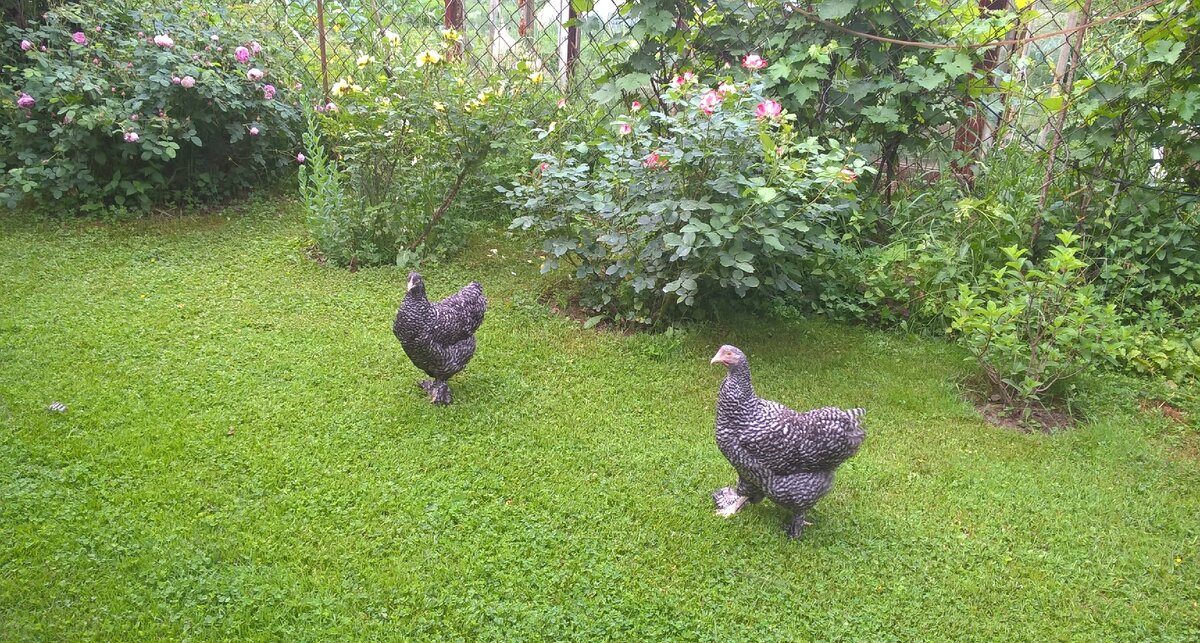 Курочки вышли прогуляться 