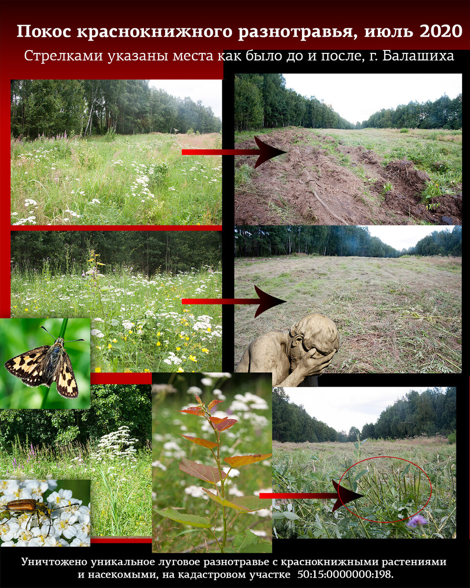 Уничтожение краснокнижных растений в Балашихе (авторское фото)