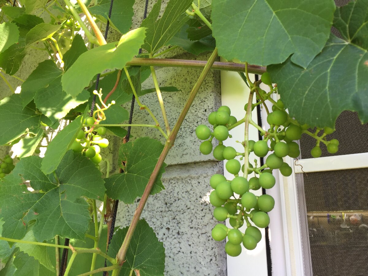 Каждый год папа собирает всё больше винограда на вино - последний раз уже около 4кг. (собственное фото)