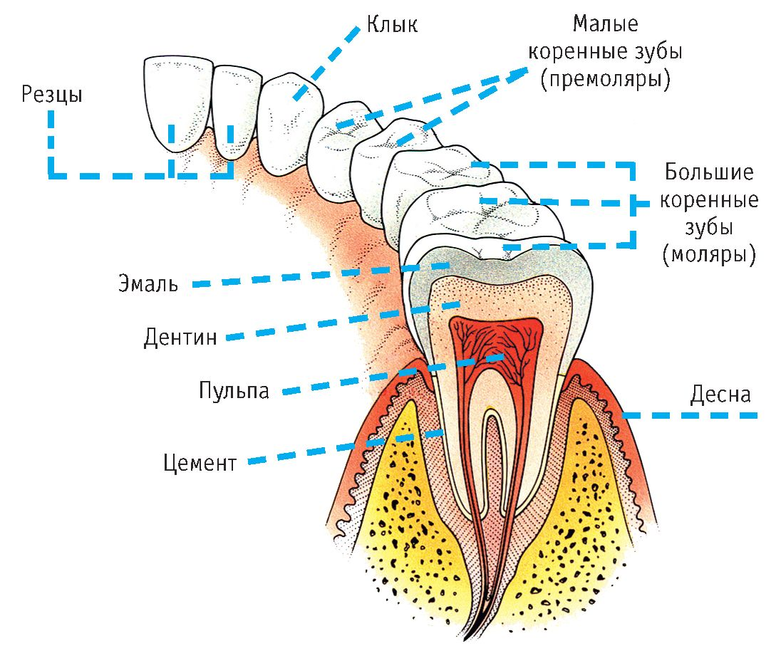 Tooth anatomy. Схема строения коренного зуба. Премоляры зубы анатомия.