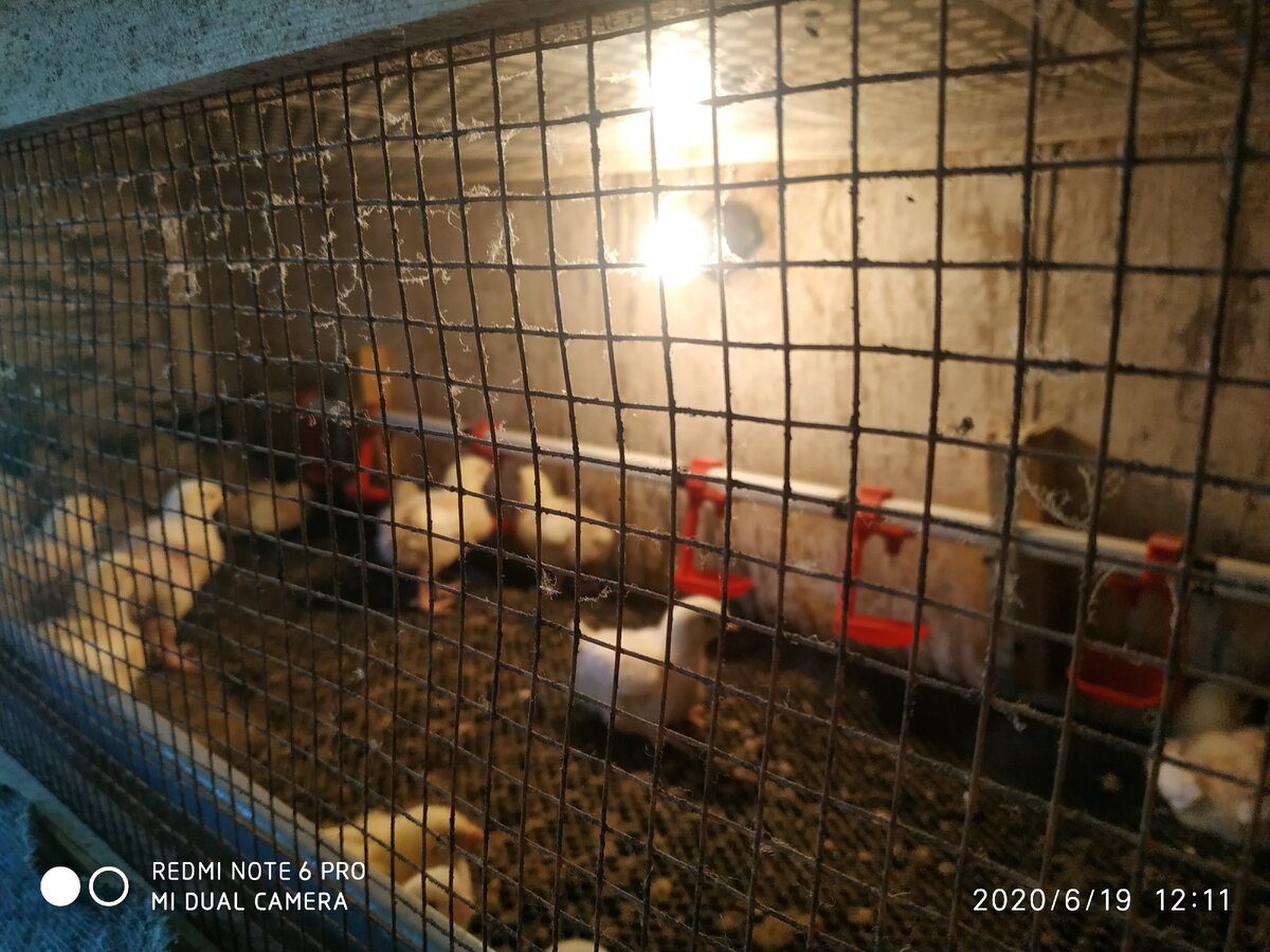 первые дни жизни