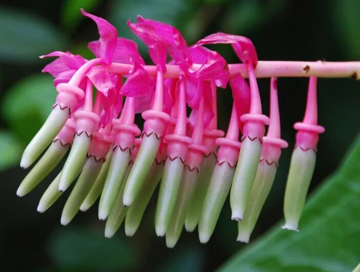 Кавендиши (cavendishia grandifolia)