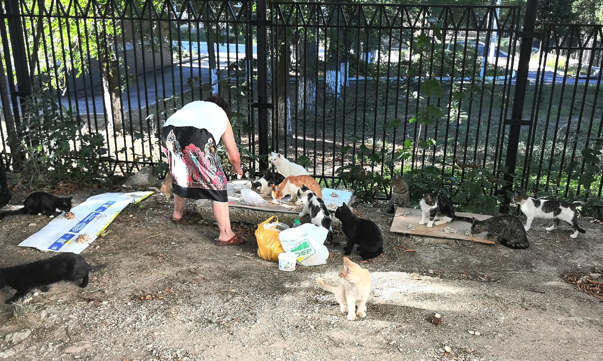 А ещё местные бабушки помогают кошкам (посчитайте котиков🐈)