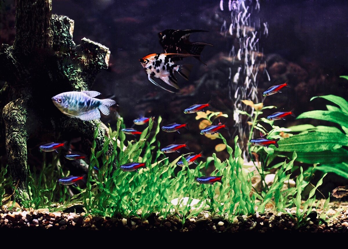 Скалярии, неоны и гурами