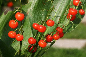 Опасно и такое весьма любимое всеми растение, как ландыш! Ландыш майский (Convallaria majalis) – единственный представитель рода ландыш семейства лилейных.

Ландыш широко распространен в северном полушарии, но особенно в Европе. Правда, из-за неумеренных сборов природные местообитания этого прекрасного растения постоянно сокращаются. Однако ландыш уже давно стал растением садовым.

Это многолетник с тонким ползучим корневищем. Листьев в прикорневой розетке несколько, но нижние очень мелкие и малозаметные, похожие на чешуйки. А вот  два крупных широколанцетных листа с дуговым жилкованием трудно не заметить (и перепутать с листьями другого растения). Между листьями вырастает цветоносный стебель, несущий кисть изящных ароматных цветков.

Ландыш – не только прекрасное декоративное, но и признанное лекарственное растение. Признанное не только народной, но и официальной медициной. Препараты из ландыша лечат сердечно-сосудистую систему. Основные действующие вещества – гликозиды конвалятоксин, конваллотоксол, конваллозид. Получают их из листьев и цветков растения.

Но передозировка лекарства может привести к нарушению работы сердца! Поэтому не нужно никогда заниматься самолечением – оно очень опасно!

Отравиться можно и просто из любопытства – попробовав красивые красные ягодки! Особенно часто это опять же случается с детьми! А ведь за плодами ландыша совсем необязательно идти в лес. Да и редок он там! Они же обычны в наших цветниках!

Кстати, собирать весной большие букеты ландыша, ставить их в комнате в вазу тоже не стоит – большое количество выделяемых в воздух веществ отнюдь не безопасно для здоровья.