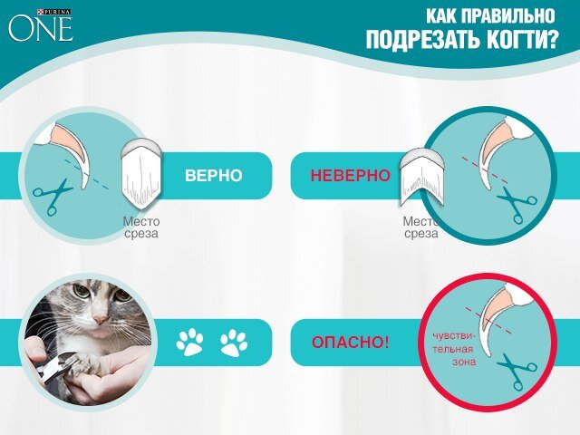 Маникюр кошачьи когти — форма ногтей в виде кошачьих лапок