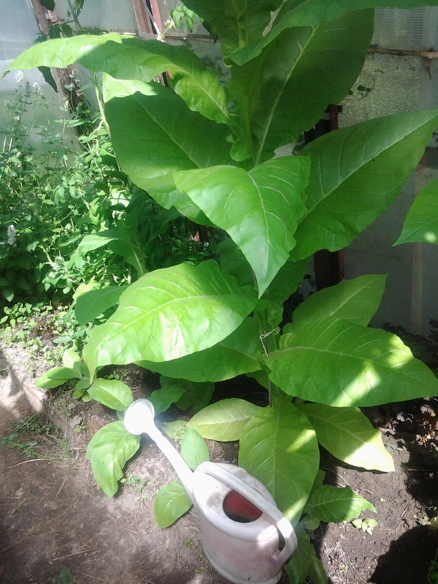 Герцеговина Флор в теплице