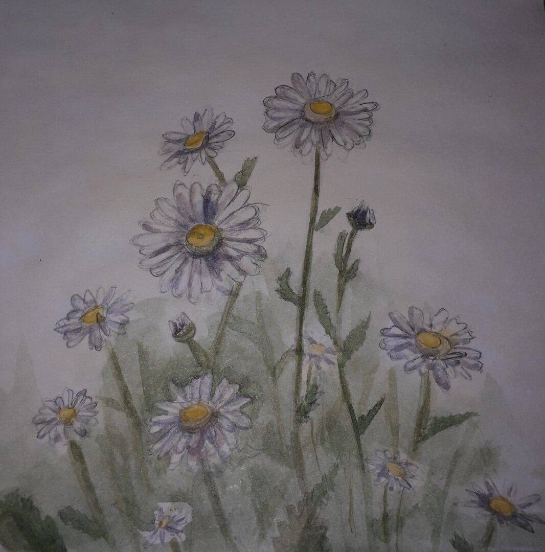 Мои акварельные ромашки, выполненные на пленэре