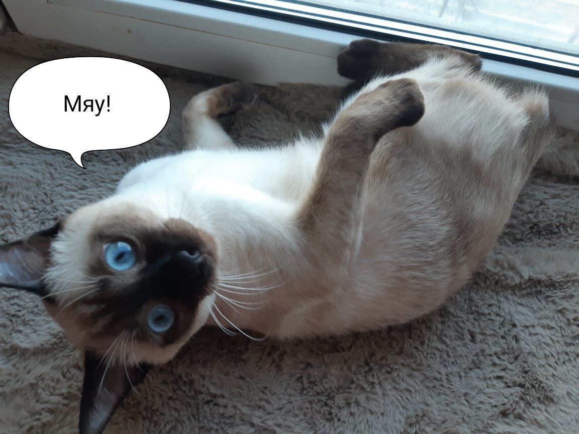 Наш котик сейчас