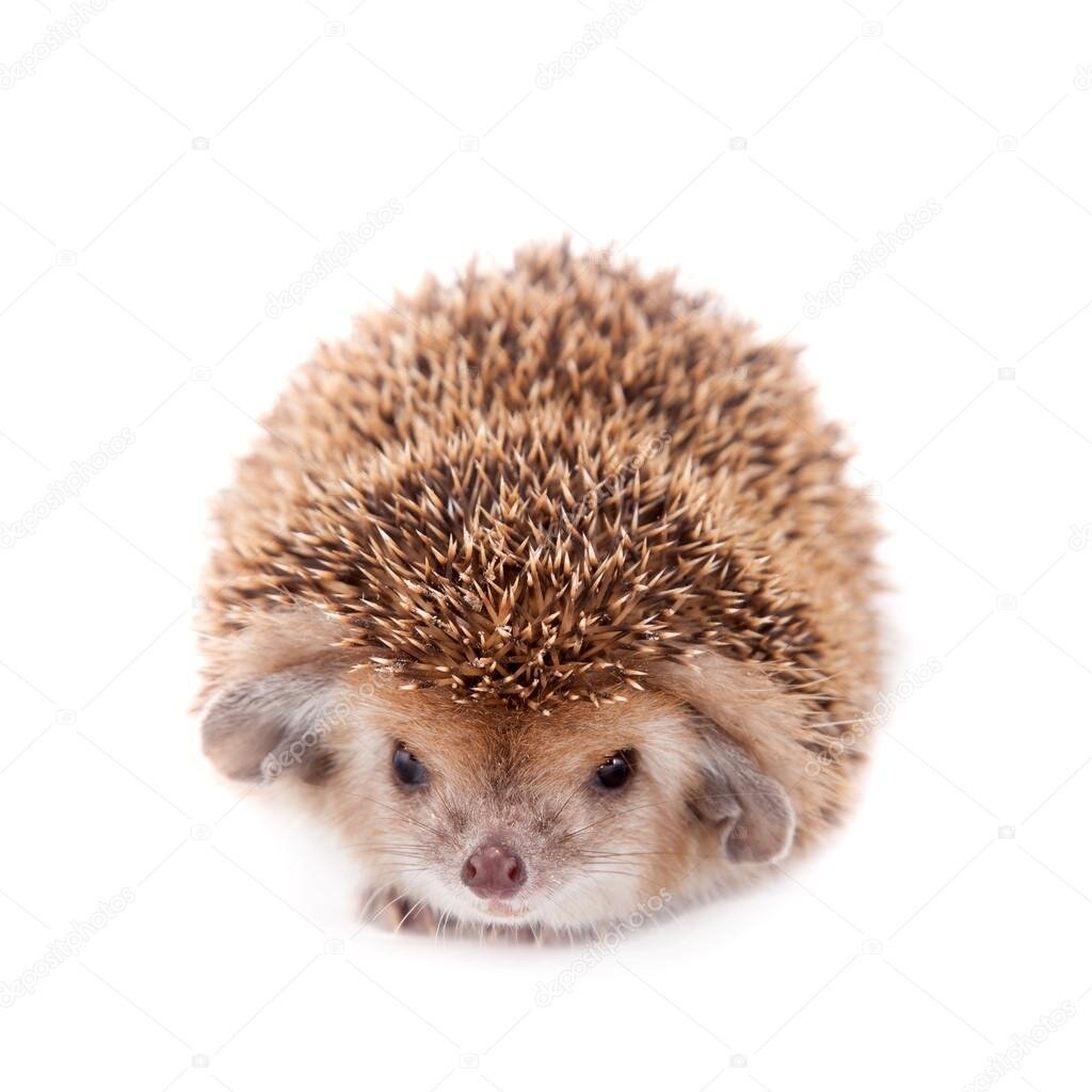 *злобный взгляд хищника*