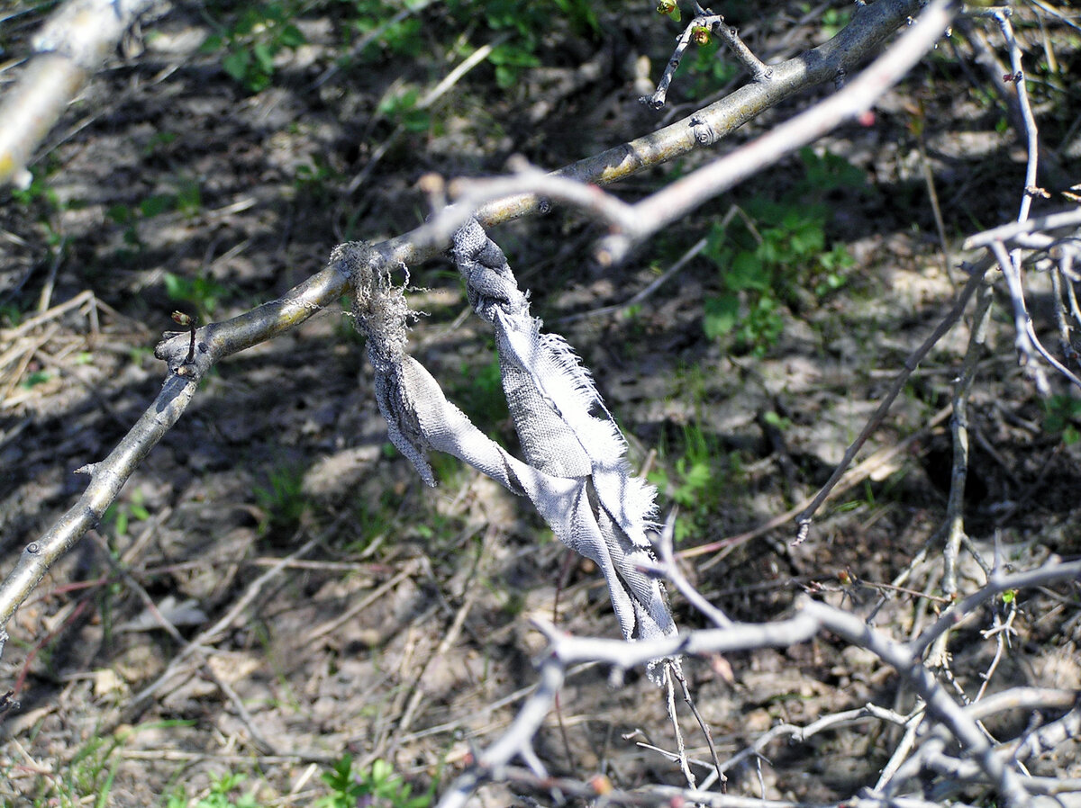 Ленточки на деревьях возле села Бахилово