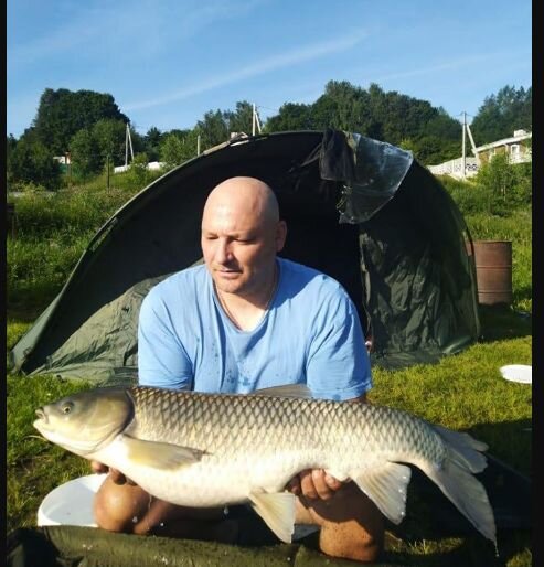 Трофейный белый амур