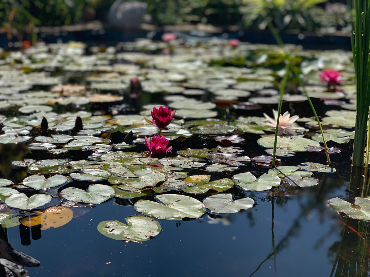 Фото автора "еще немного тещиного райского уголка"