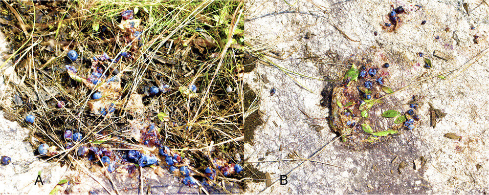 Остатки волчьей регургитации на поляне у нацпарка Вояджерс, штат Миннесота (США), 1 августа 2017 года. Фото: Austin Homkes.