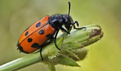 Жук - нарывник