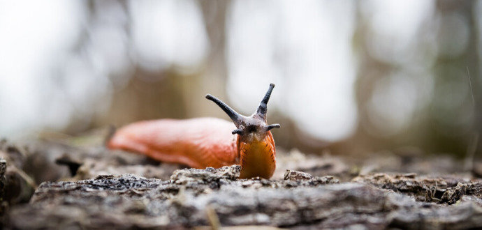 Улиткам и слизнякам нравится наслаждаться тем, что вы выращиваете. Чтобы что-то оставить вам, начните эффективную борьбу с вредителями. И вы можете быть удивлены, что у вас есть лучшее оружие на вашей кухне. Узнайте, как бороться с этими улитками без химикатов и других радикальных решений.