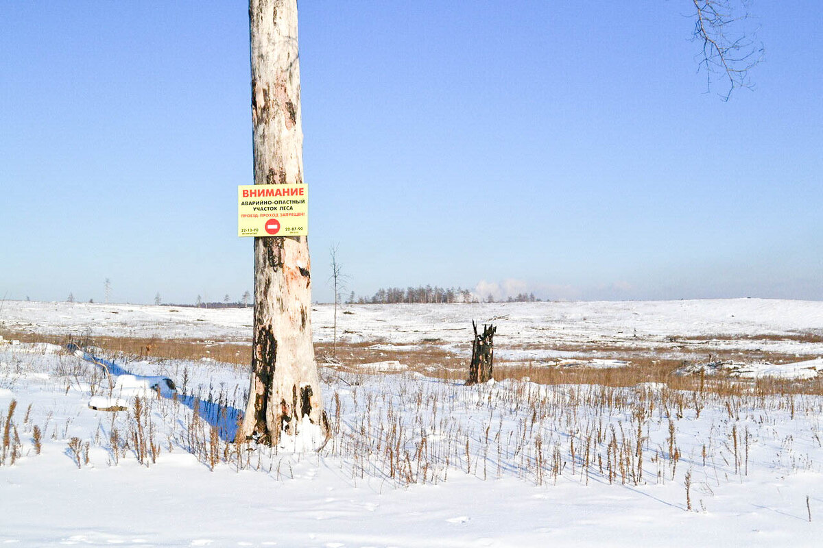 Прошел пару верст. И сразу видишь, что от зарослей осталась единственное обгорелое дерево