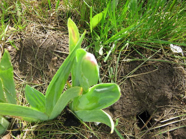 Вот так землеройки разрывают землю возле корней. От этого многие растения гибнут.    Личное фото