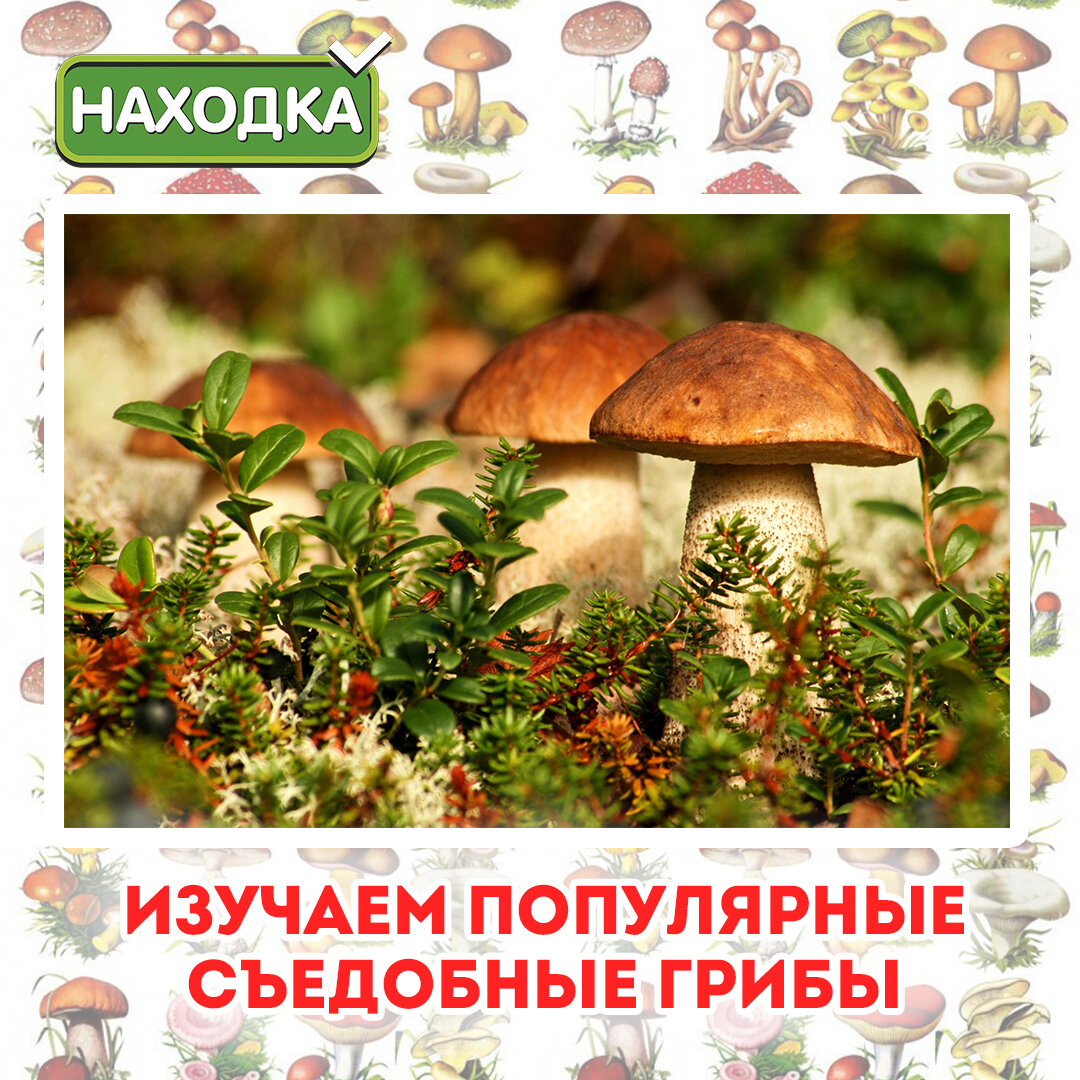 Любите ли вы собирать грибы? 🍄 
Найти в лесу грибы проще, чем отличить съедобный от несъедобного. А за ошибку можно поплатиться здоровьем. На стол должны попадать лишь те грибы, в которых вы уверены на все 💯 .

Для тех, кто еще не научился распознавать грибы, мы подготовили небольшой справочный материал 🤓, подкрепленный фотографиями.