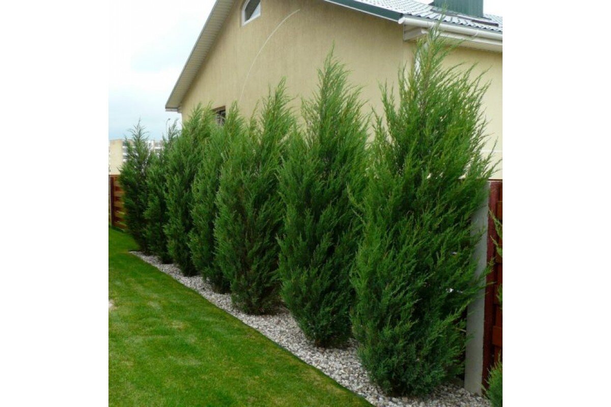 Можжевельники около дома