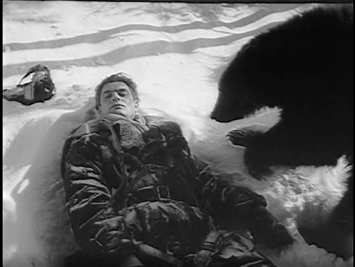 Кадр из фильма "Повесть о настоящем человеке" (1948 год): медведь обнюхивает упавшего летчика – через секунды человек выпустит в зверя из пистолета всю обойму.