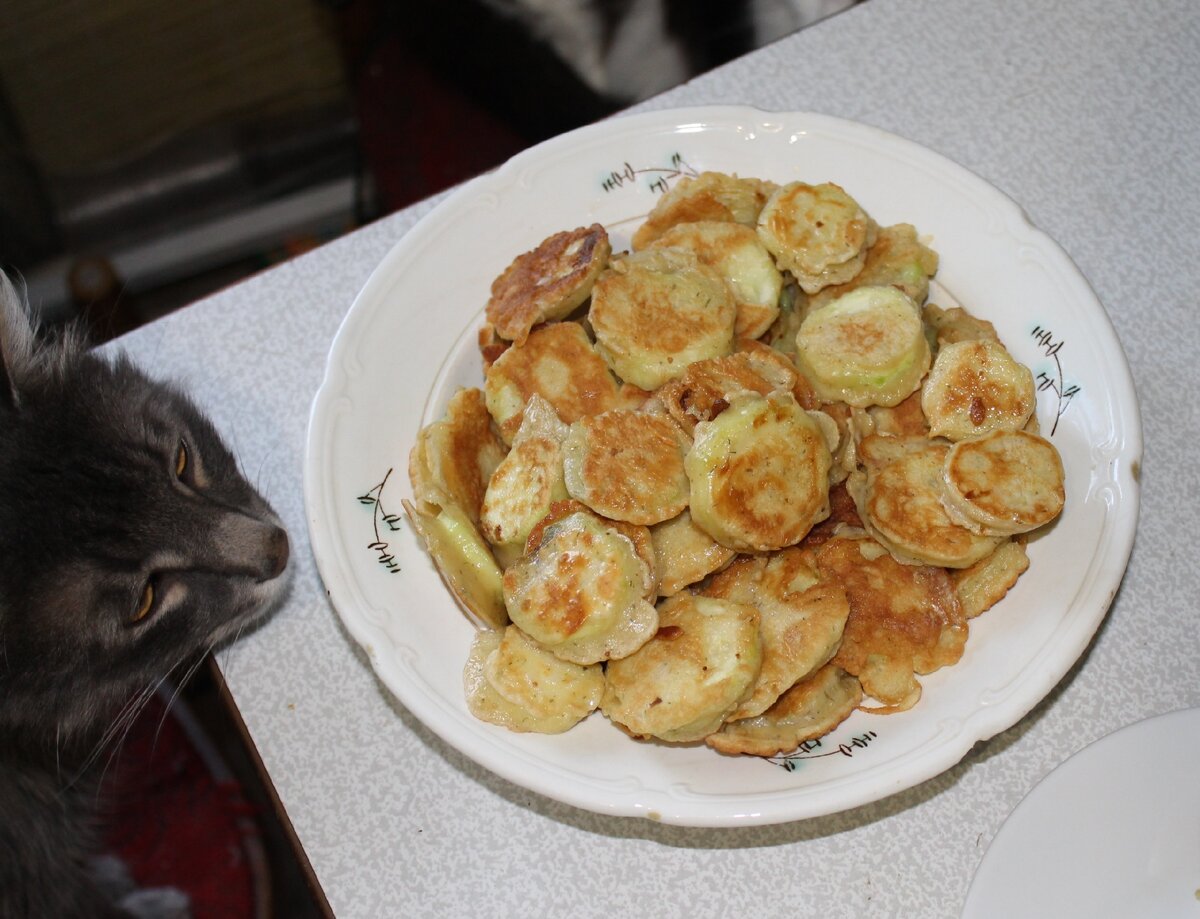 Максик медитирует на оладушки из кабачков :)