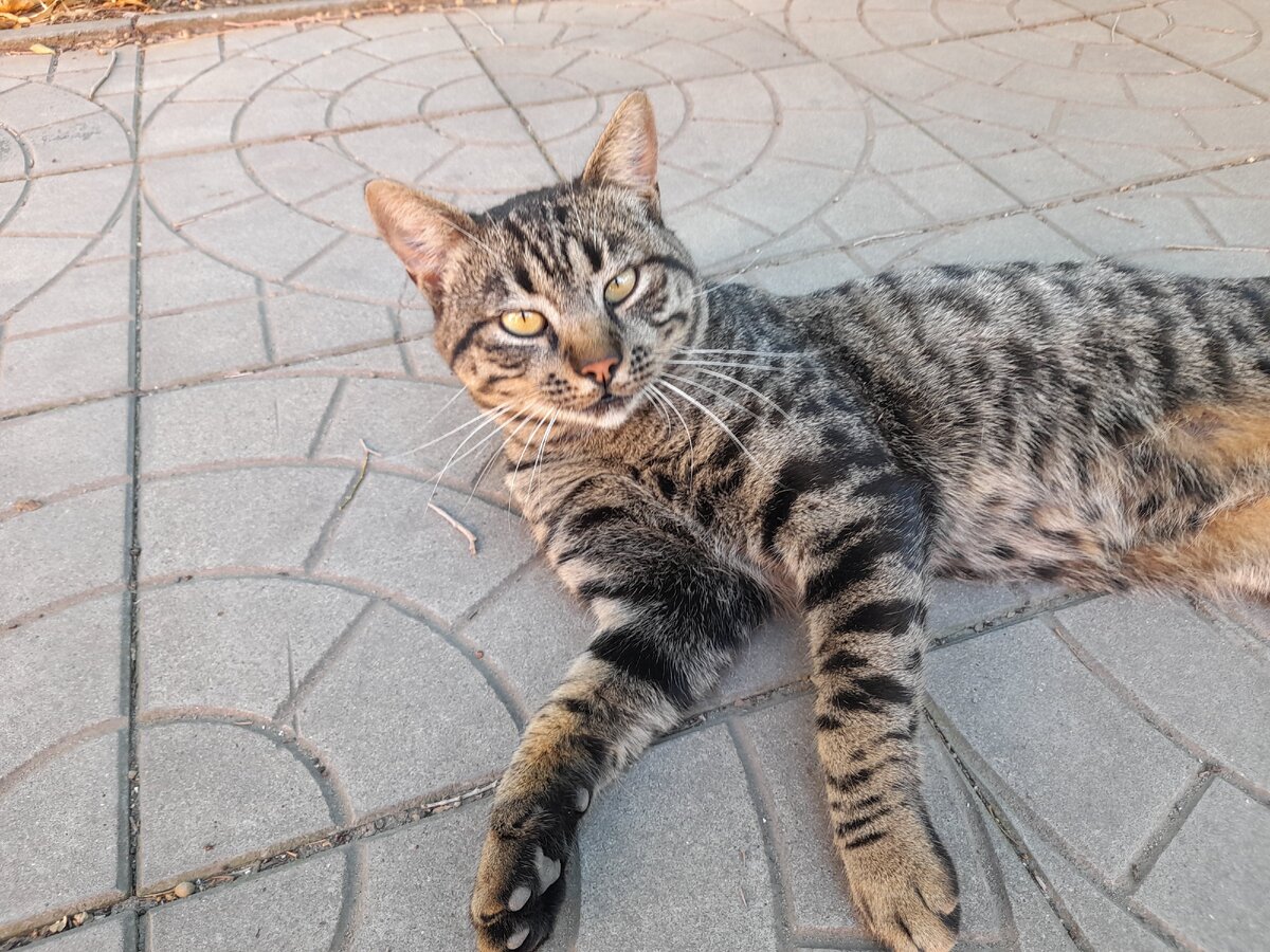 Обычный котей который был подобран с помойки