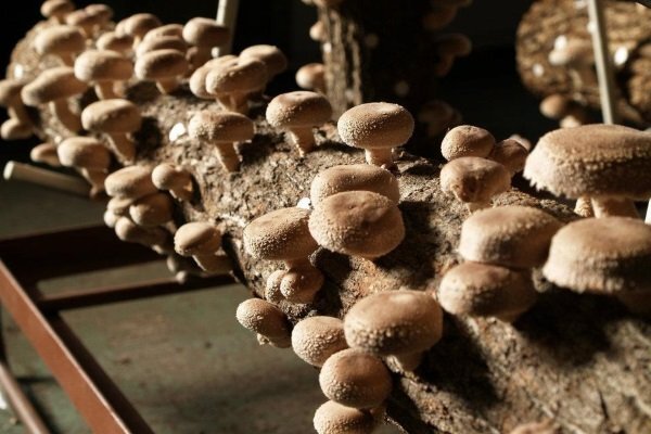 Как вырастить грибы с помощью пакетов?