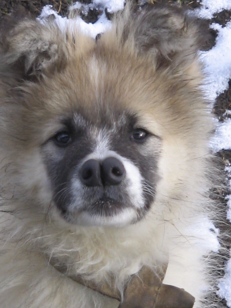 фото из личного архива. наша северная собака.