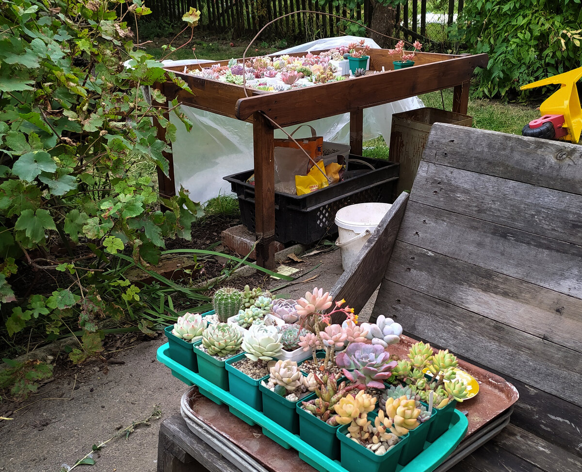 Подносы, ящики