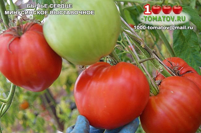 омат Бычье сердце минусинское выставочное фото 2