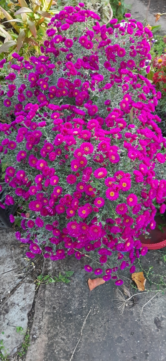 Красавица моя