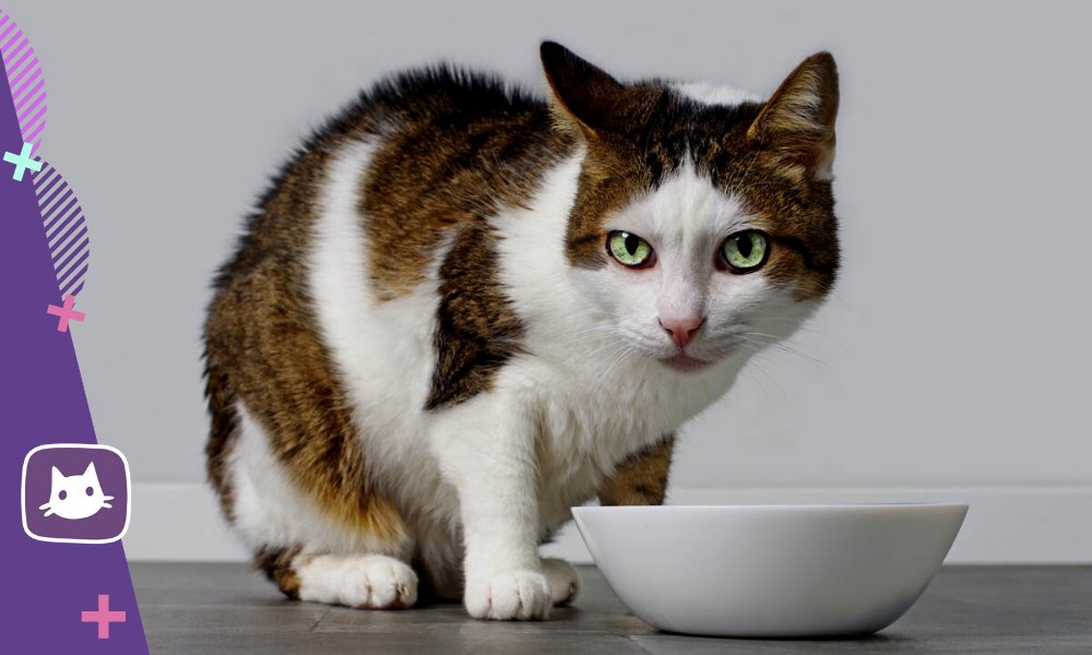 Грусть печаль тоска. Кот слушает егора летова мем. Кошка опять. Раскричалась. И снова понедельник.