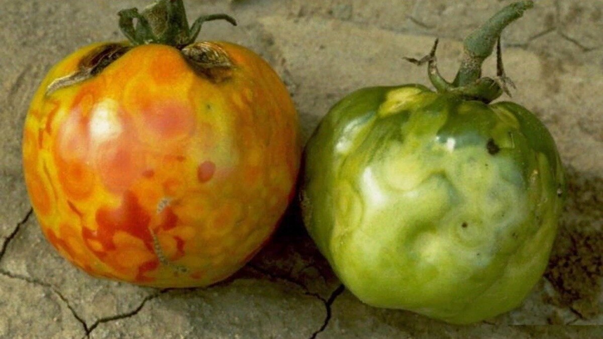 Фото:qlumba.com
Tomato spotted wilt virus
