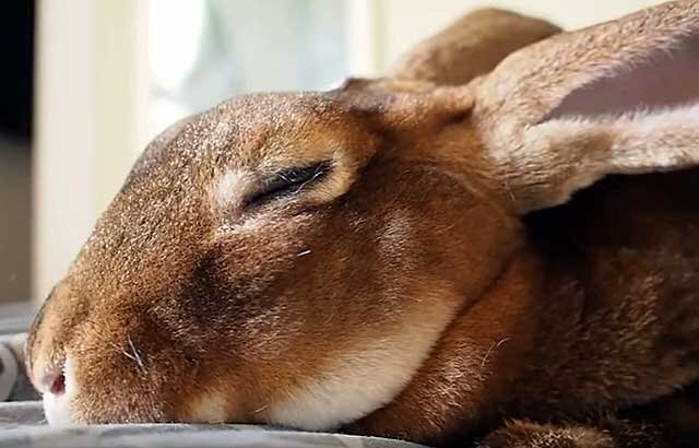 КОМБИКОРМ 🐰 для кроликов купить в Екатеринбурге, Перми, Тюмени, Челябинске, Уфе | Цена на корм