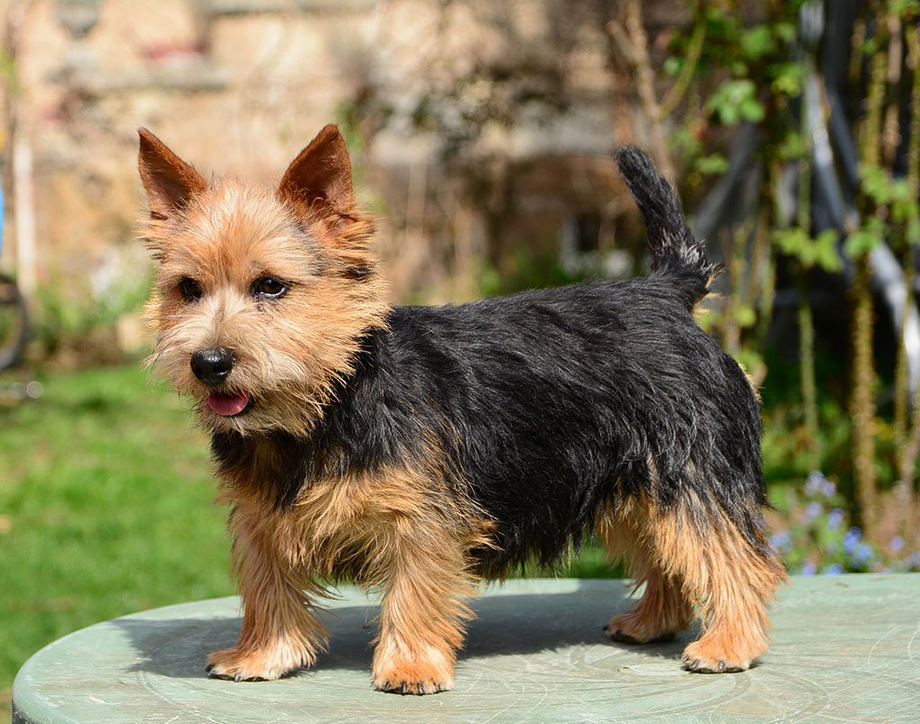 Австралийский терьер