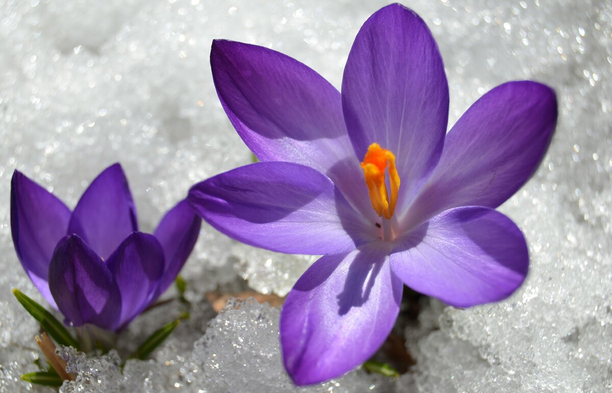 Фото сделано мной. Мои цветы в российском саду. По снегу не скучаю.