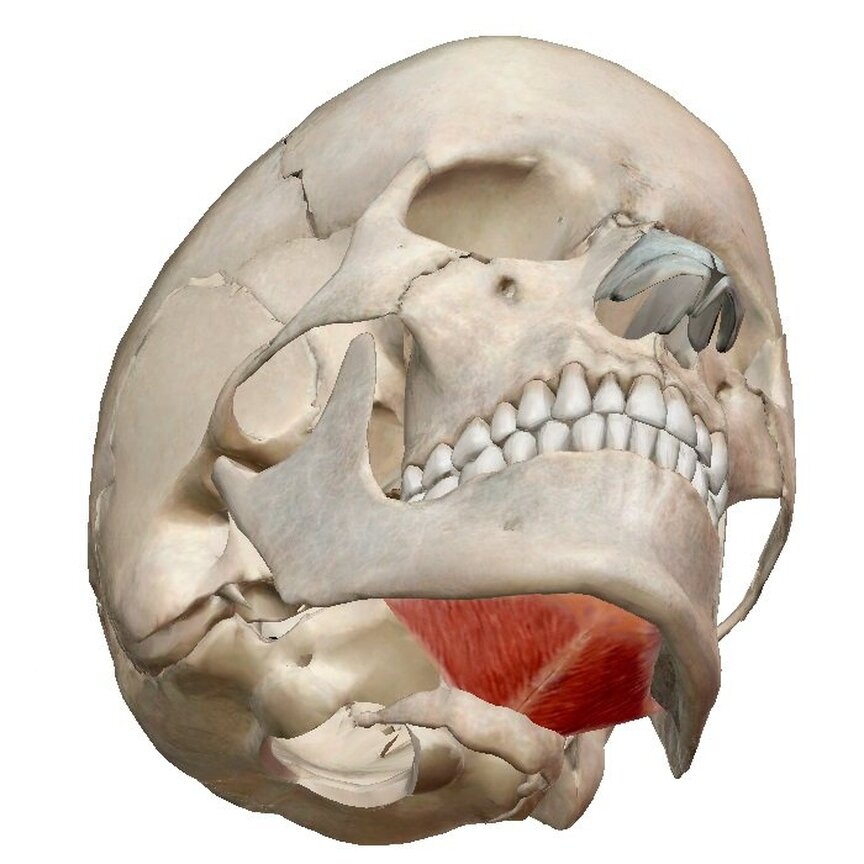 Челюстно подъязычная мышца шеи. Челюстно-подъязычная мышца нижней челюсти. Челюстно подъязычная мышца анатомия. Челюстно-подъязычная мышца (m. mylohyoideus). Диафрагма черепа