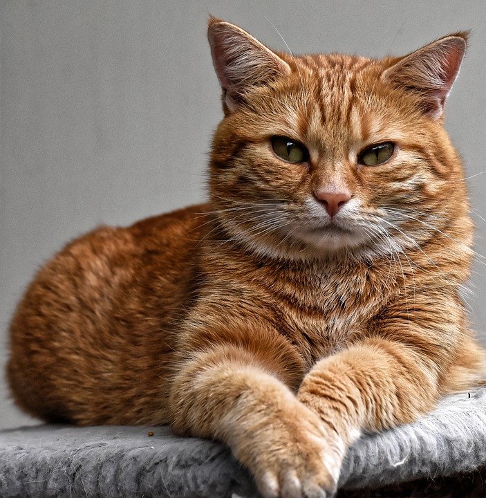 медленное моргание - способ общения с котом  (фото pixabay.com)