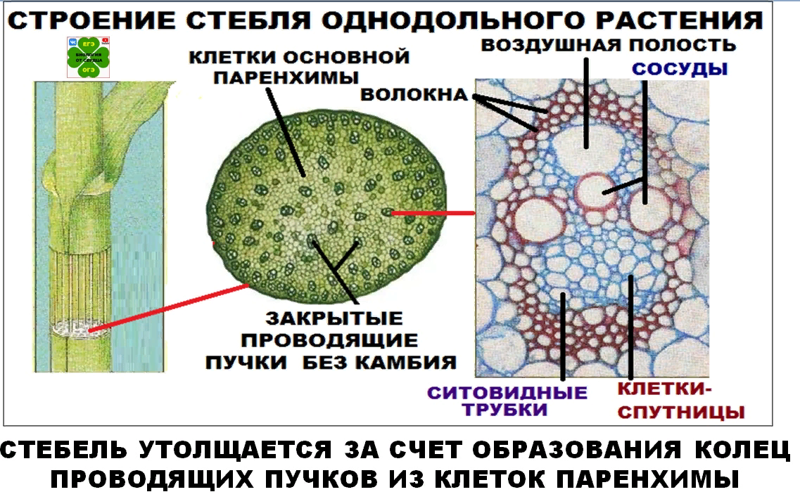 Опорная функция растения