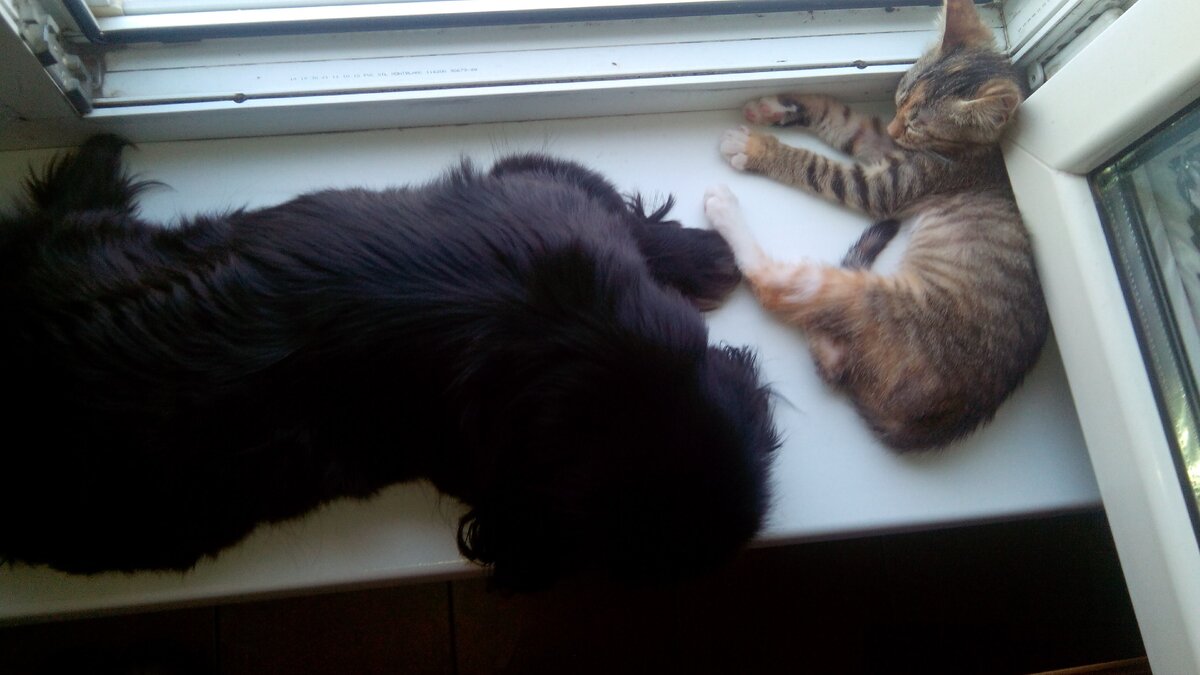 Тут наш подобрыш уже немного возмужал и наел пузико