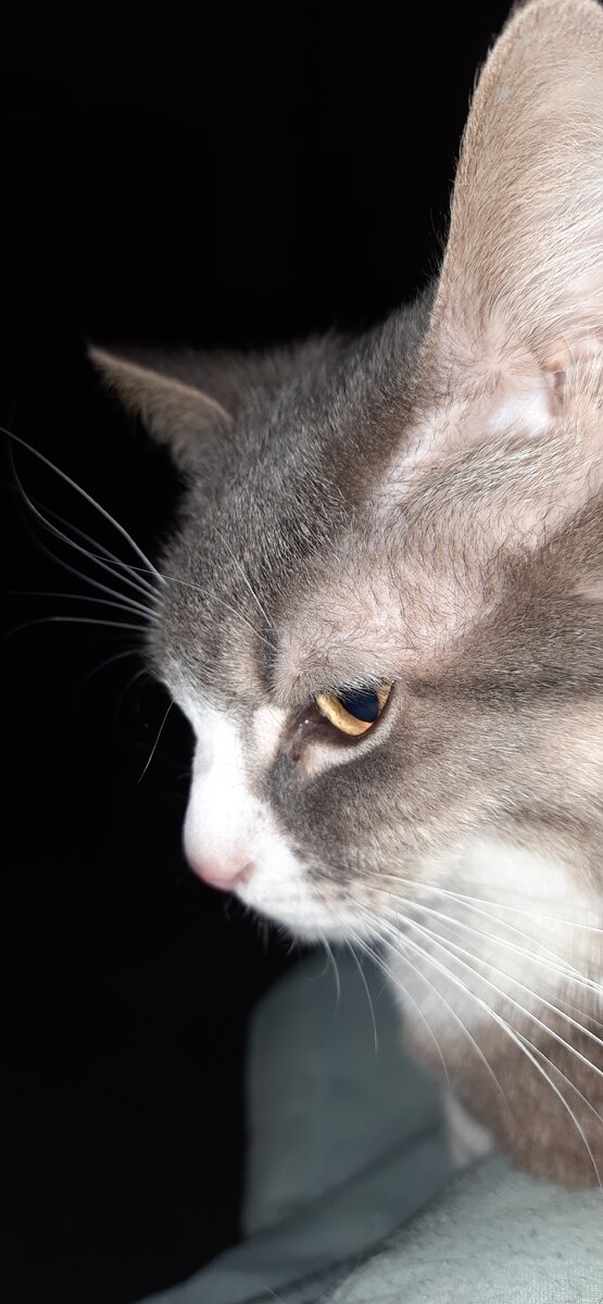 Навострил ухо